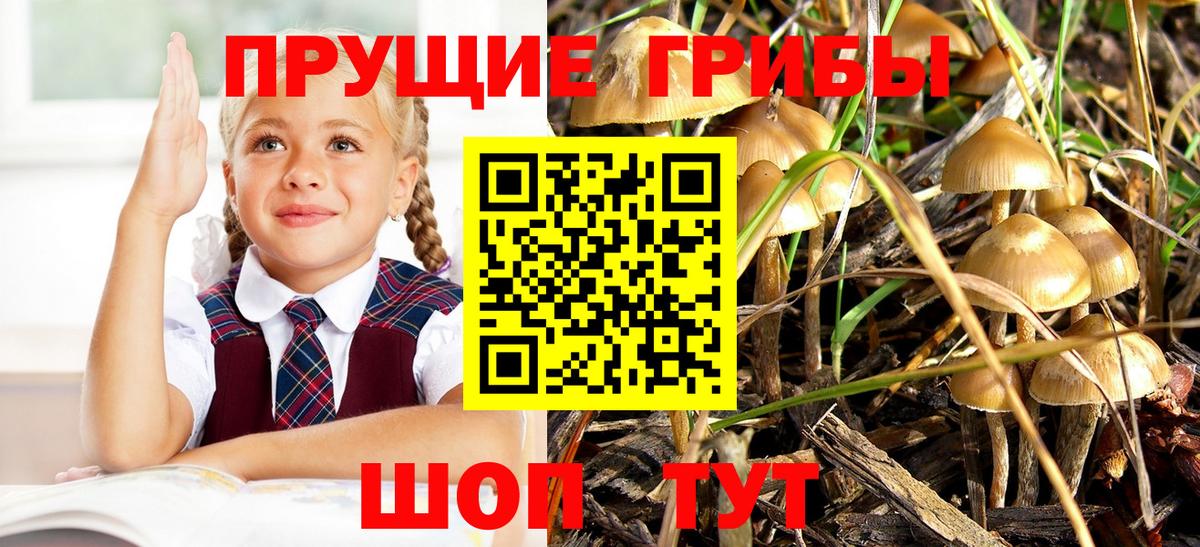 Галлюциногенные грибы Богданович